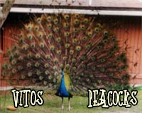 Vito Paulekas and his peacocks in Cotati, CA