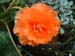 an orange tuberous begonia flower