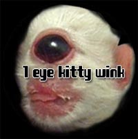 1 Eyed Kitten Cyclops winking