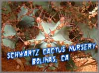 Schwartz Cactus Nursery  in Bolinas, California movie link